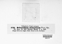 Sclerotium muscorum image
